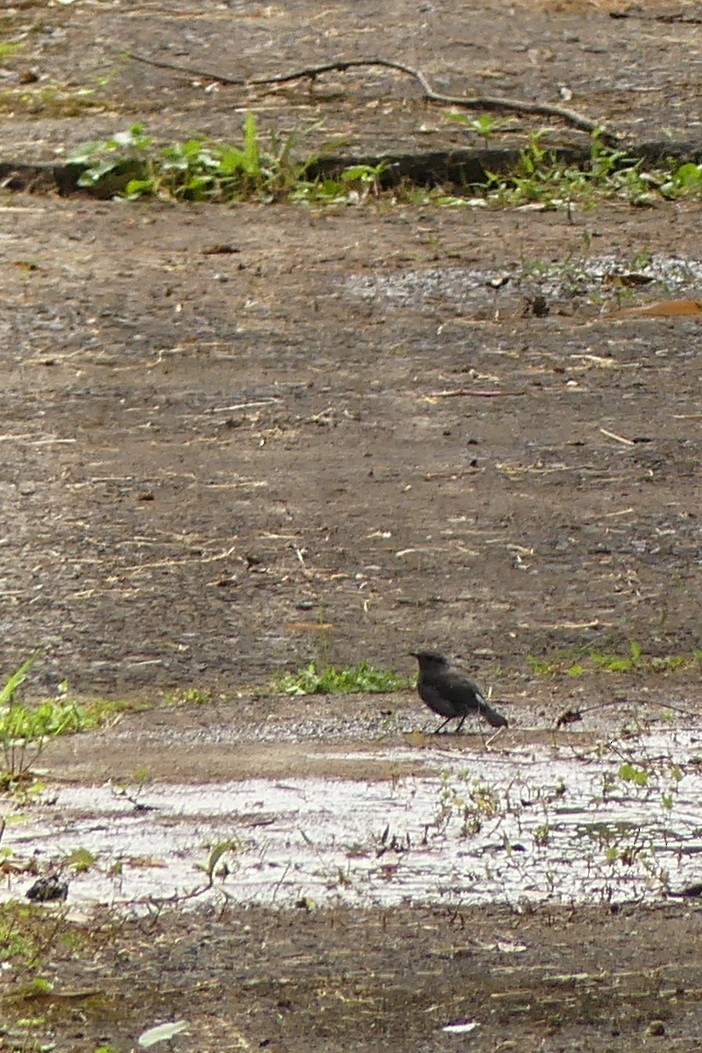 Plumbeous Redstart - ML638260447