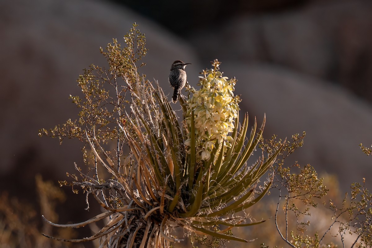 Cactus Wren - ML638260450