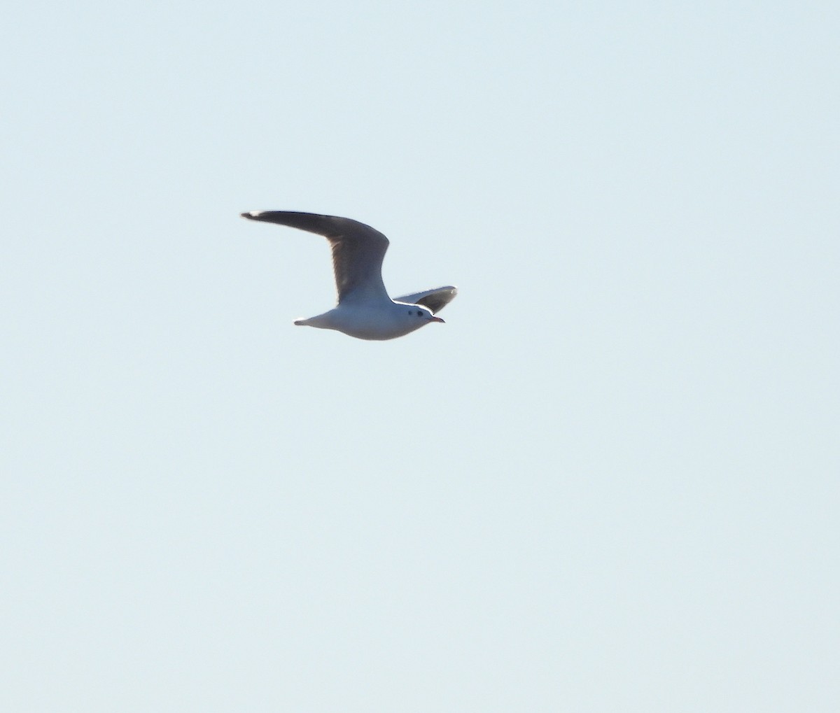 Gray-hooded Gull - ML638260452