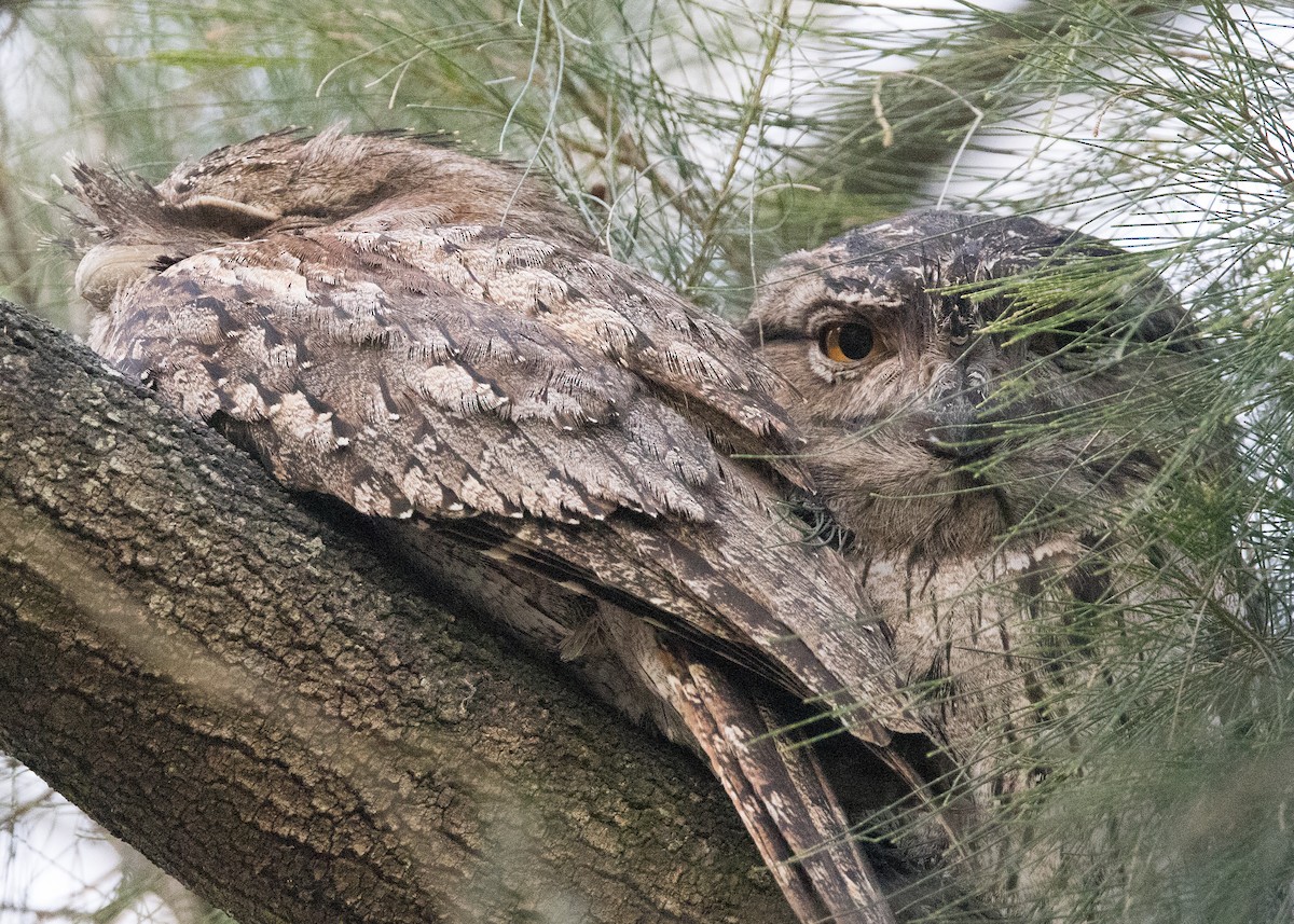 Tawny Frogmouth - ML638260455