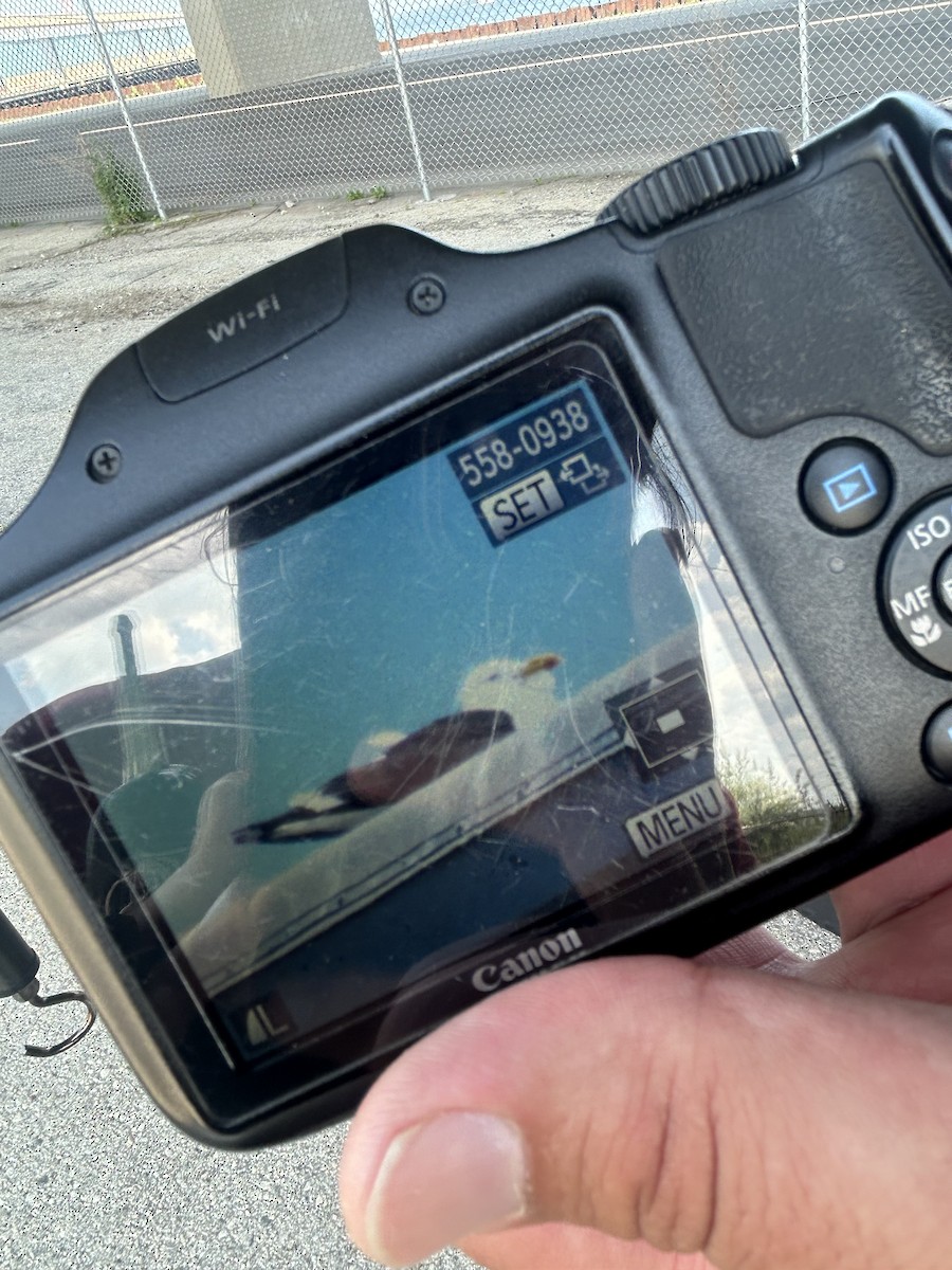 Kelp Gull - ML638260459