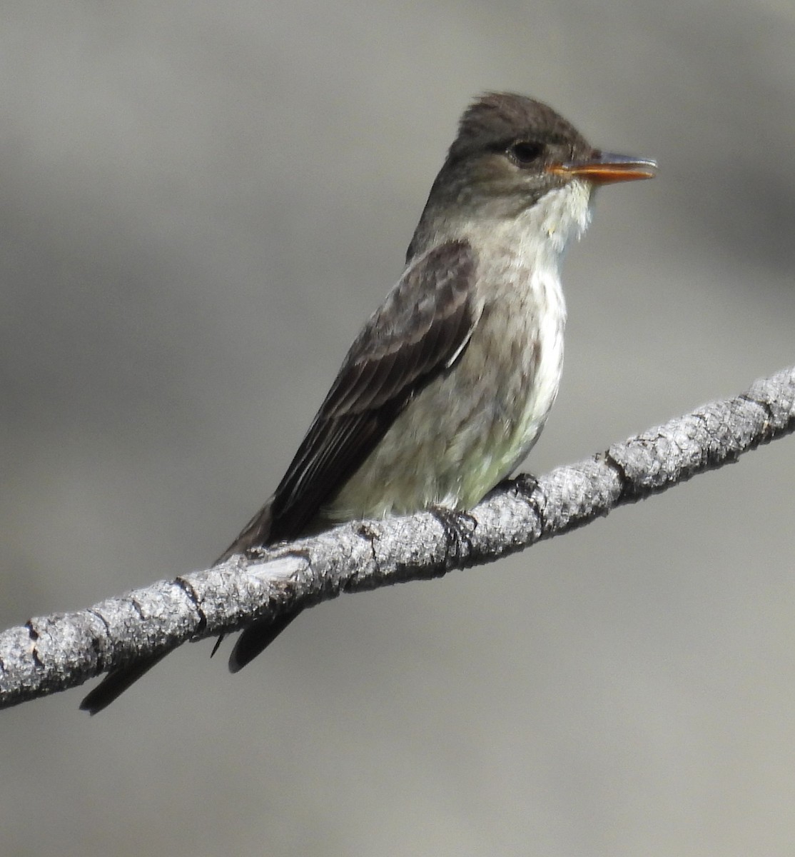 Olive-sided Flycatcher - ML638260465