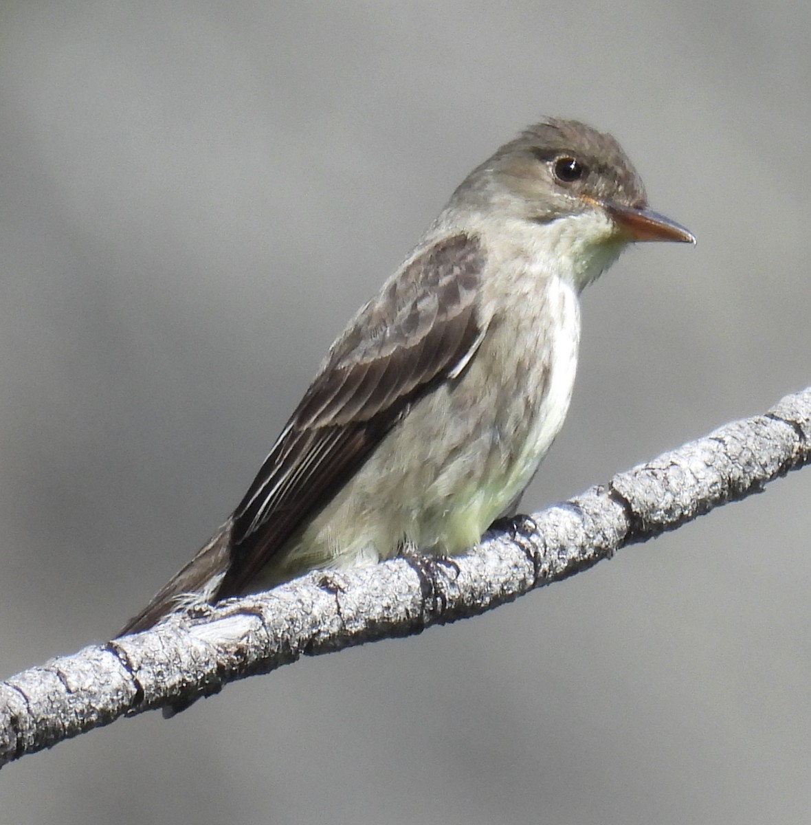 Olive-sided Flycatcher - ML638260466