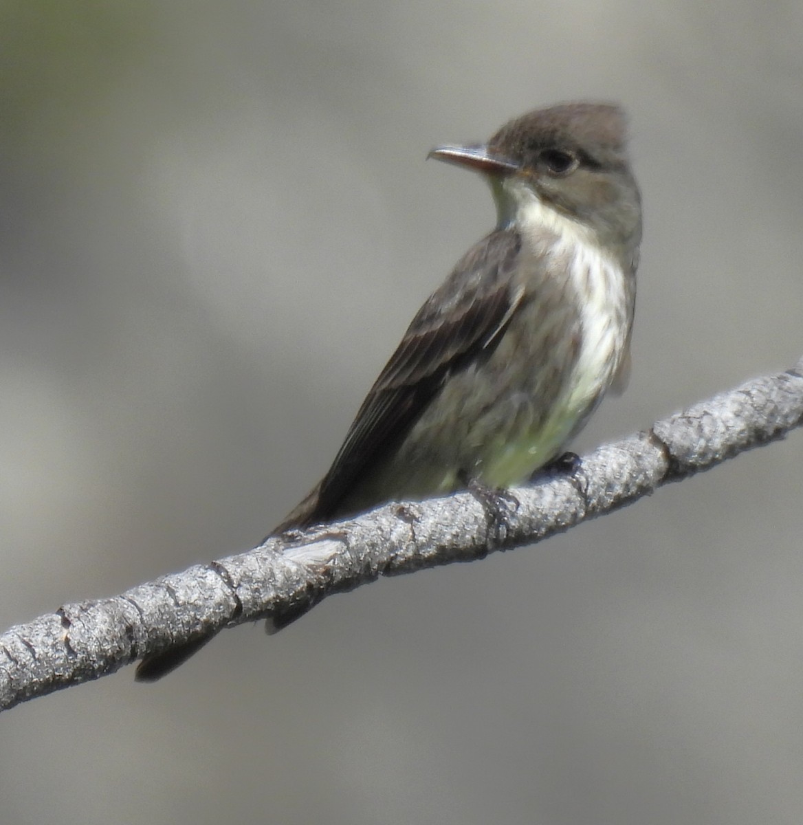 Olive-sided Flycatcher - ML638260467