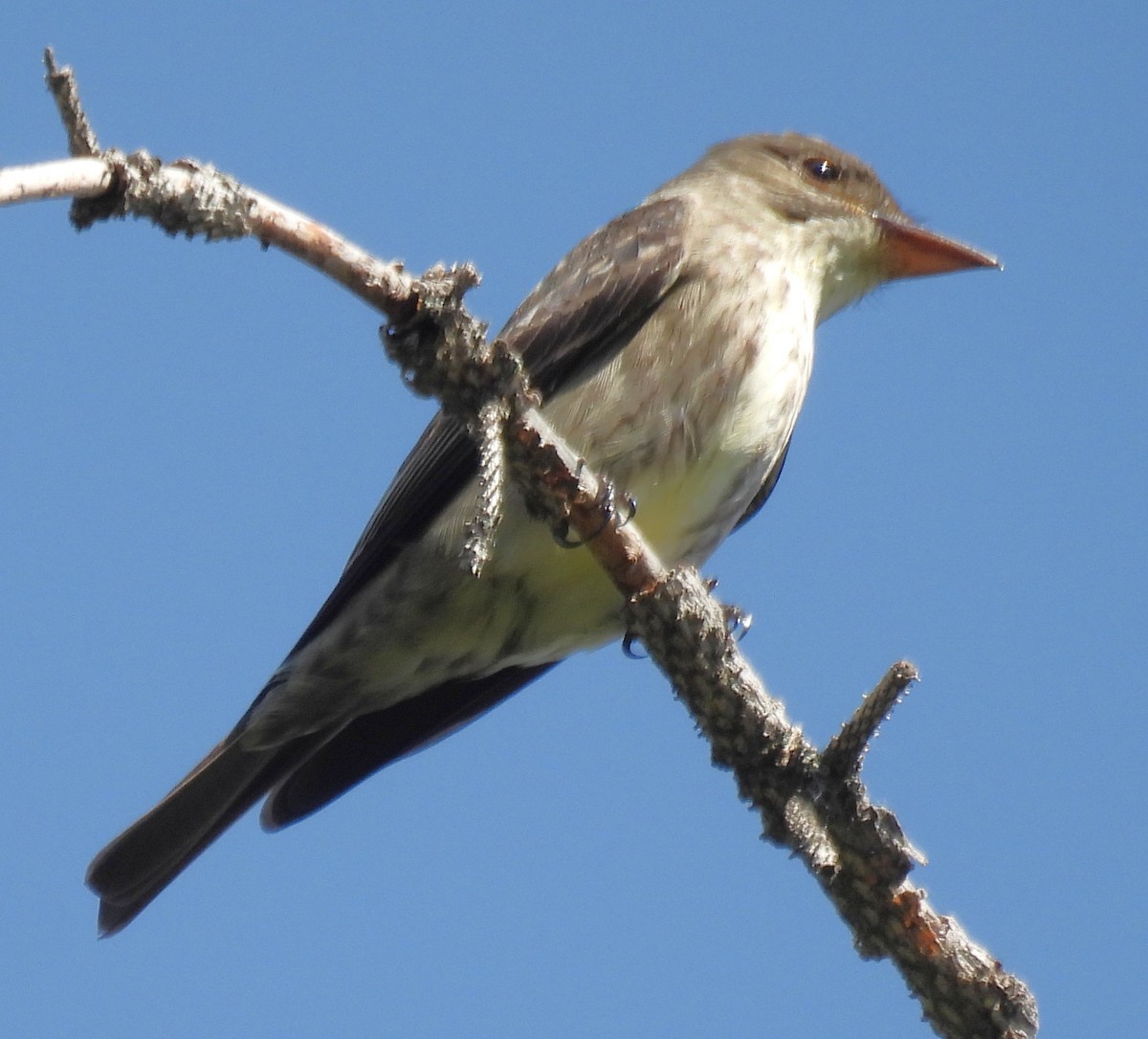 Olive-sided Flycatcher - ML638260468