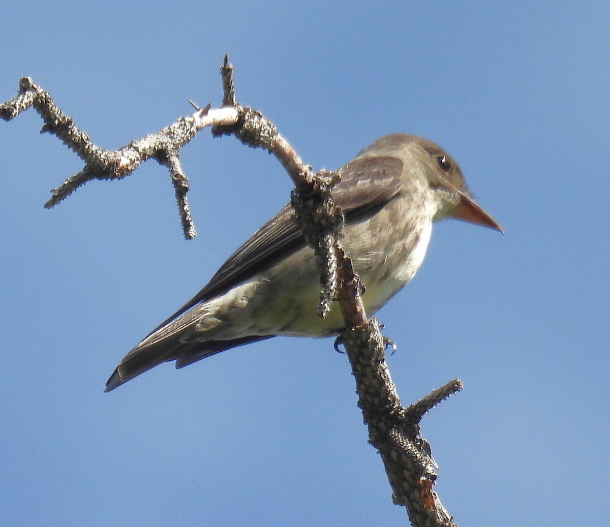 Olive-sided Flycatcher - ML638260469