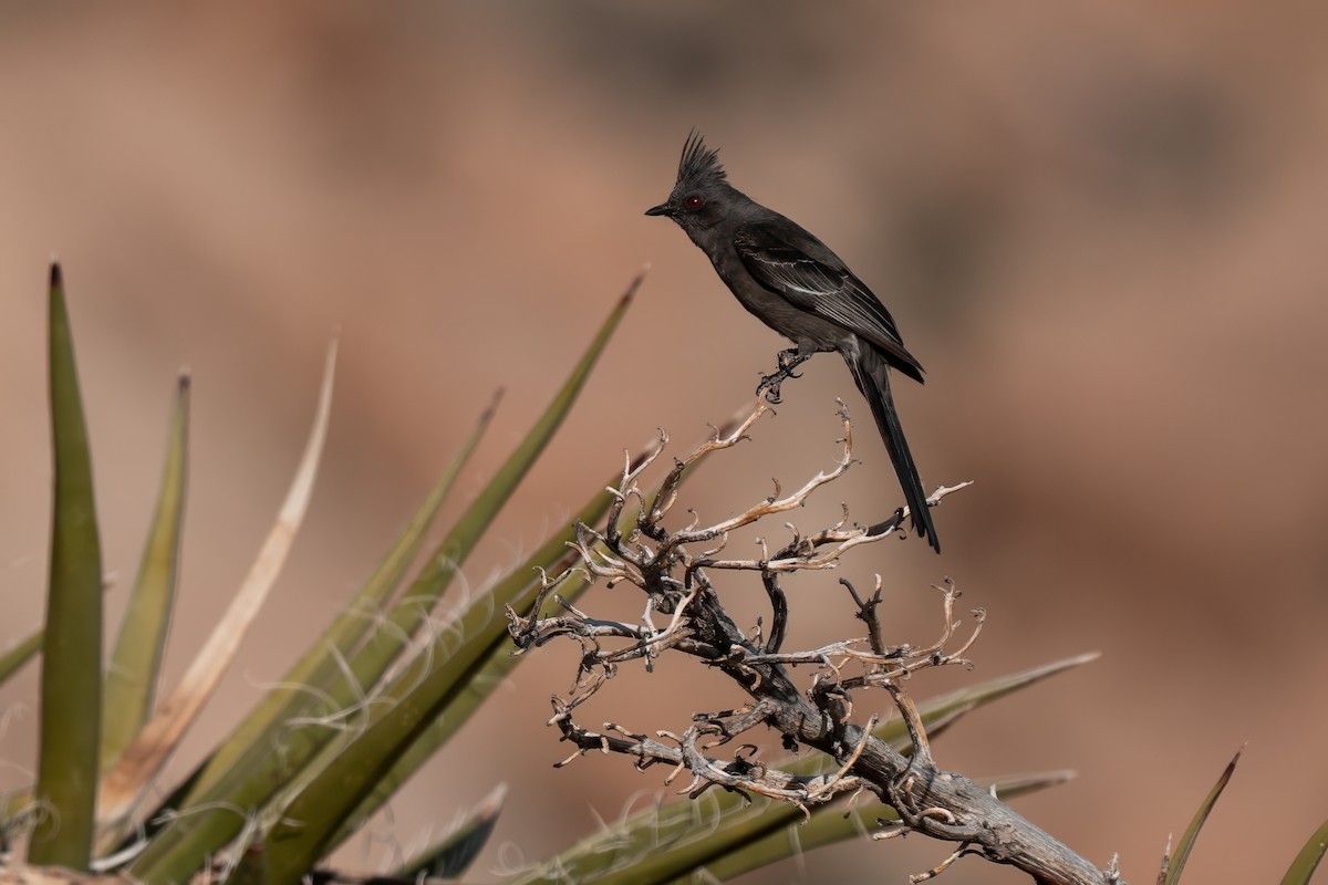 Phainopepla - ML638260472