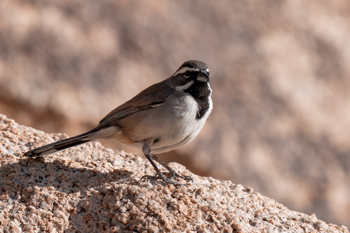 Black-throated Sparrow - ML638260480