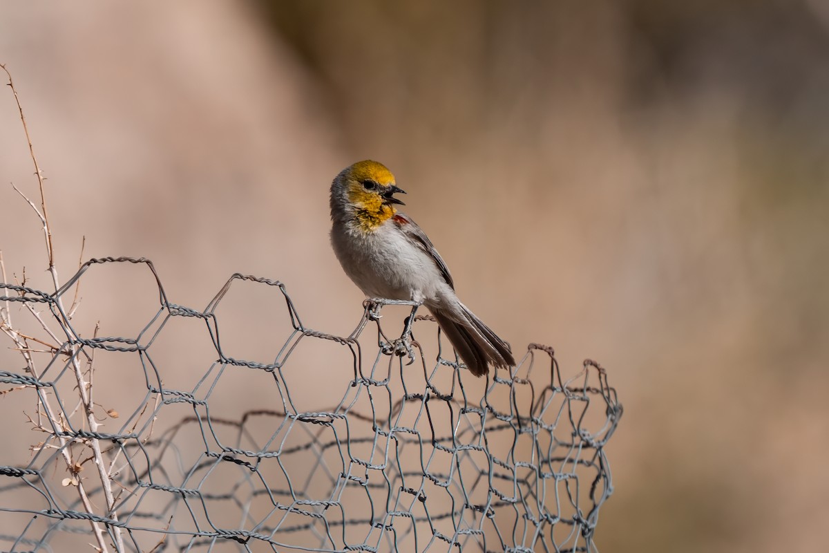 Verdin - ML638260494