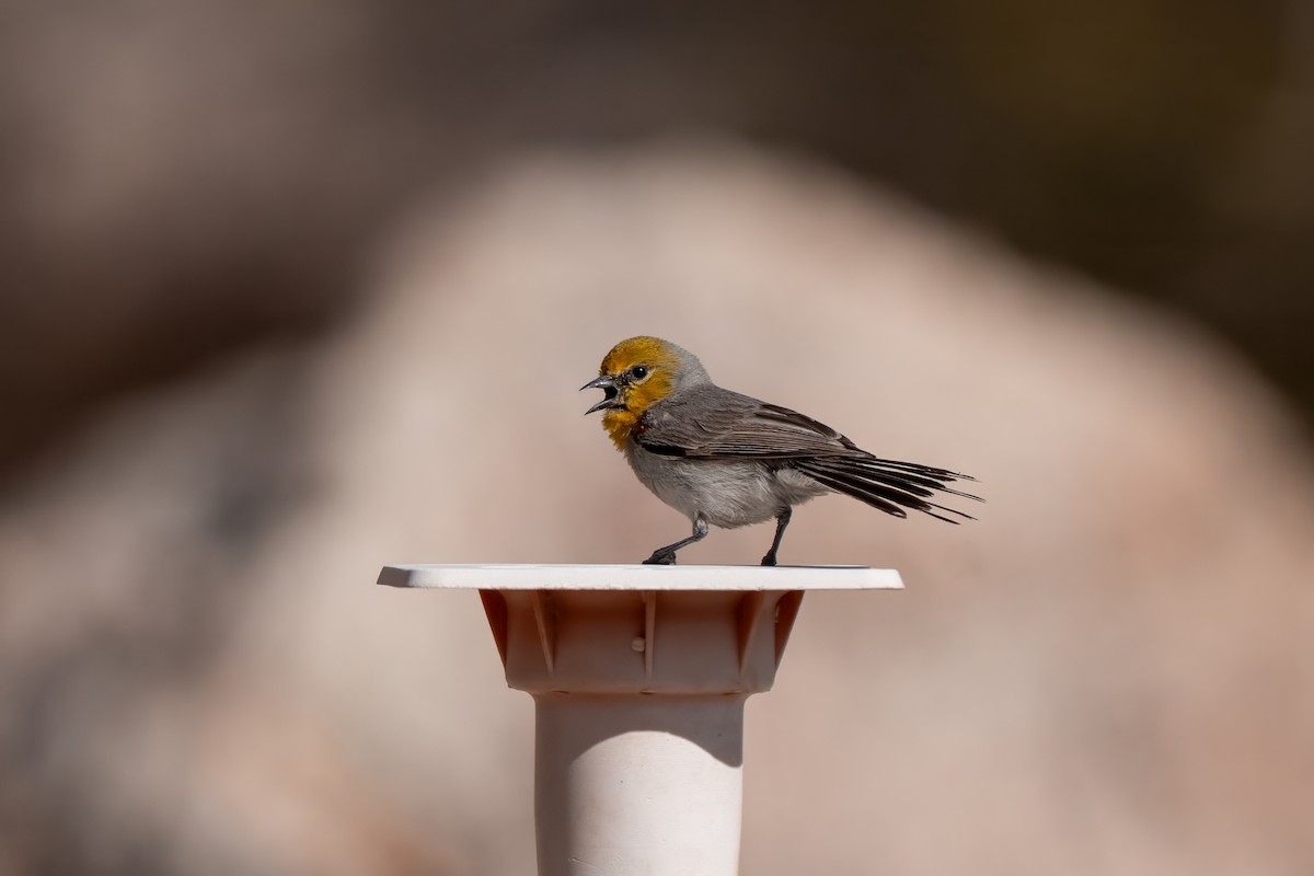 Verdin - ML638260497