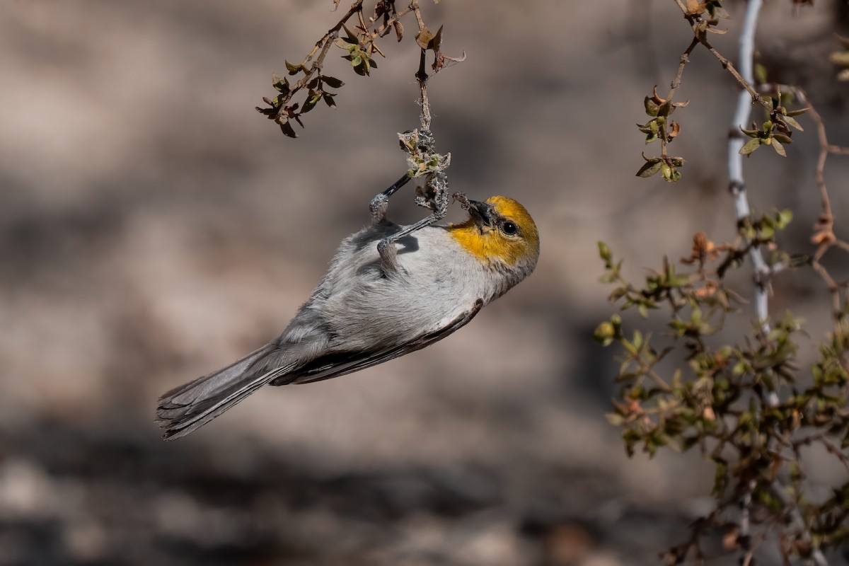 Verdin - ML638260500