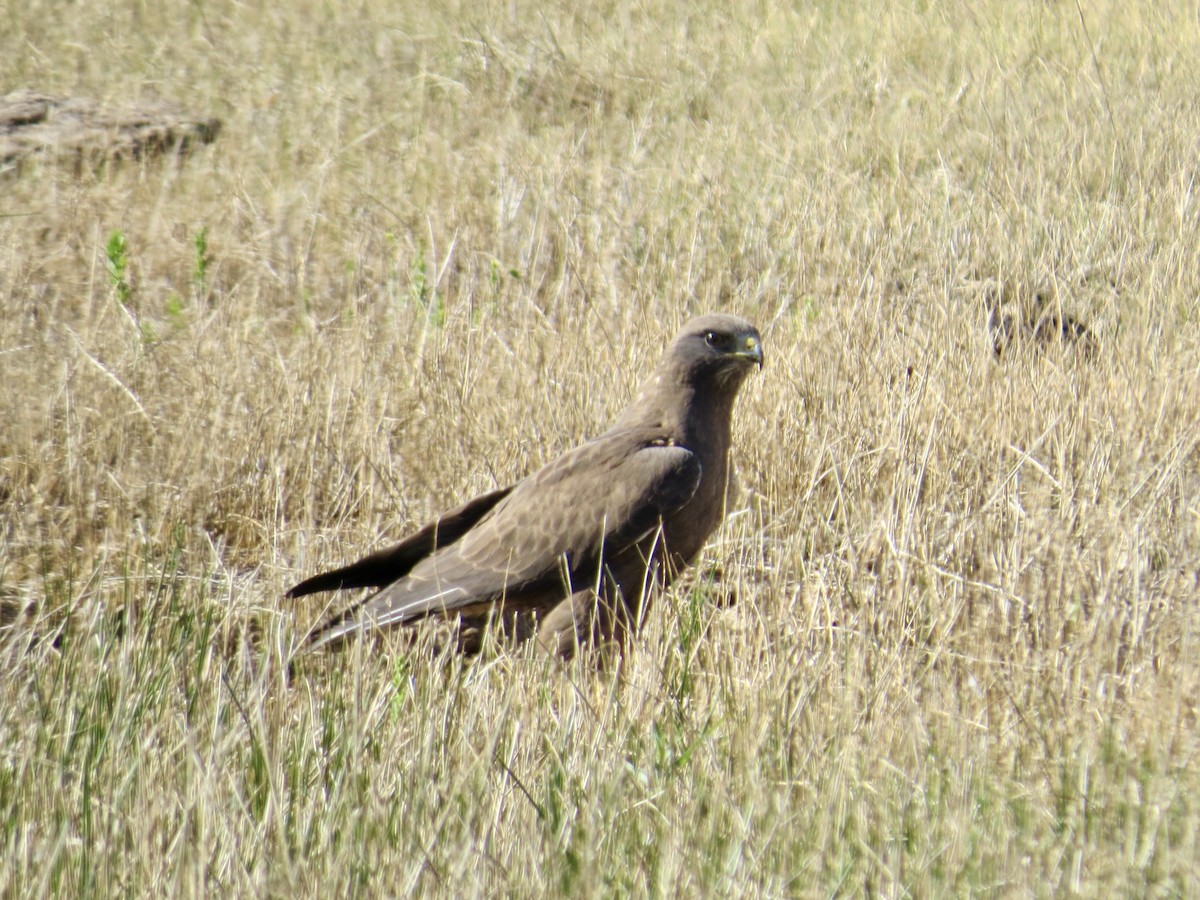Swainson's Hawk - ML638260503