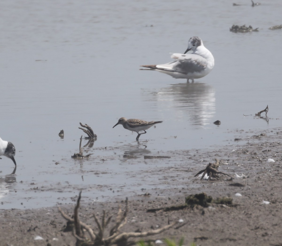 White-rumped Sandpiper - ML638260504