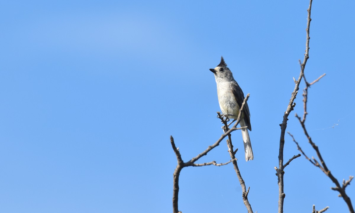 Black-crested Titmouse - ML638260523