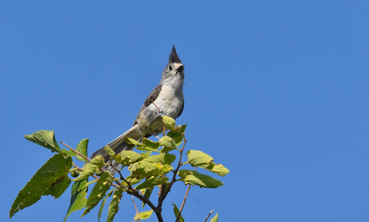 Black-crested Titmouse - ML638260524