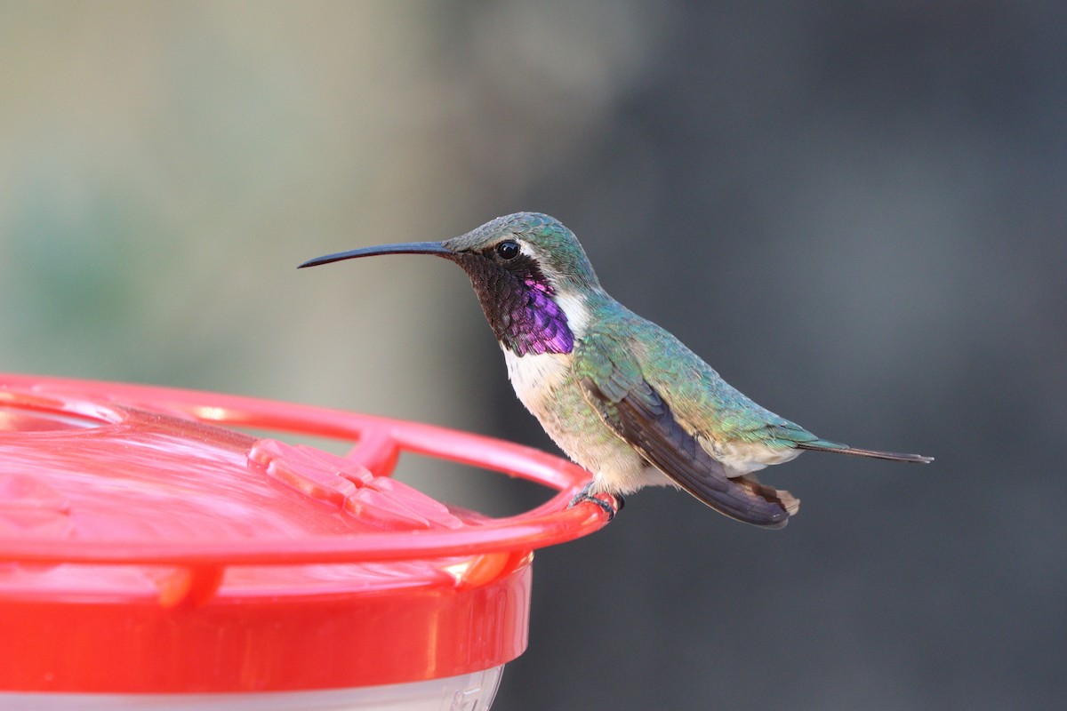 Lucifer Hummingbird - ML638260525