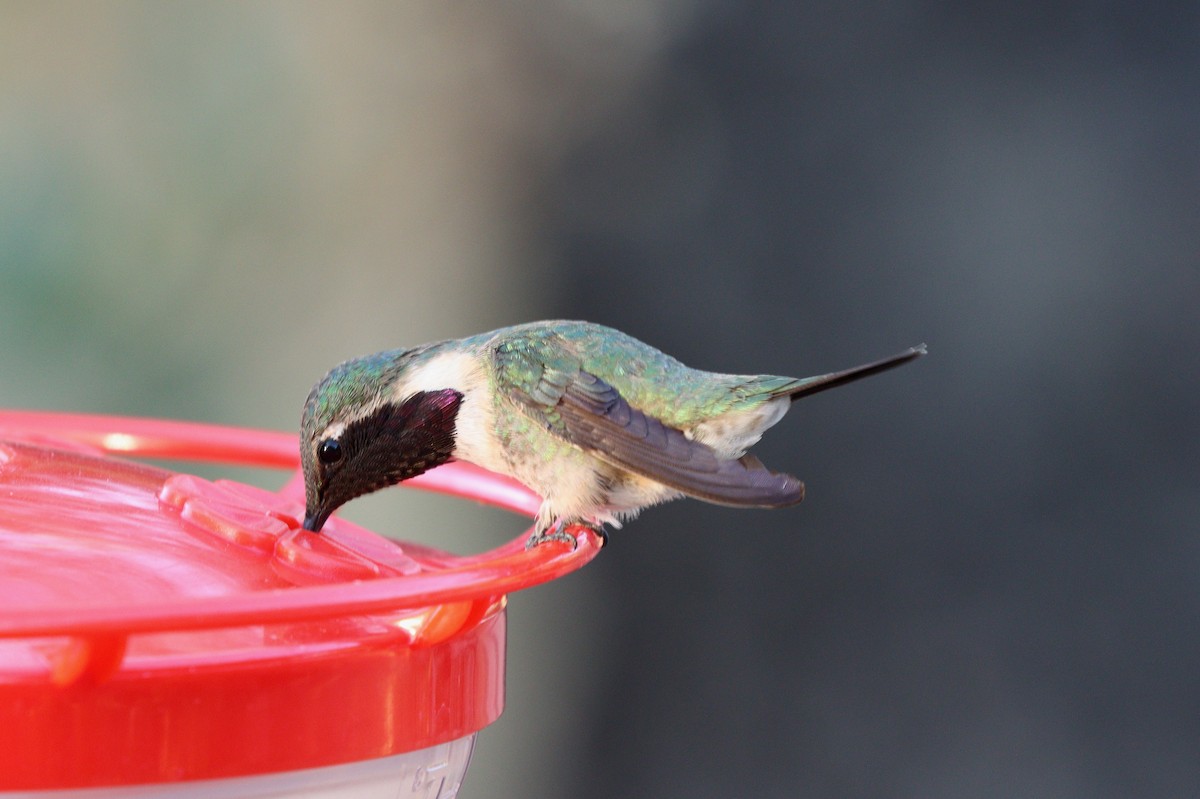 Lucifer Hummingbird - ML638260526