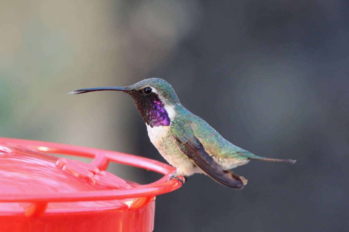 Lucifer Hummingbird - ML638260527