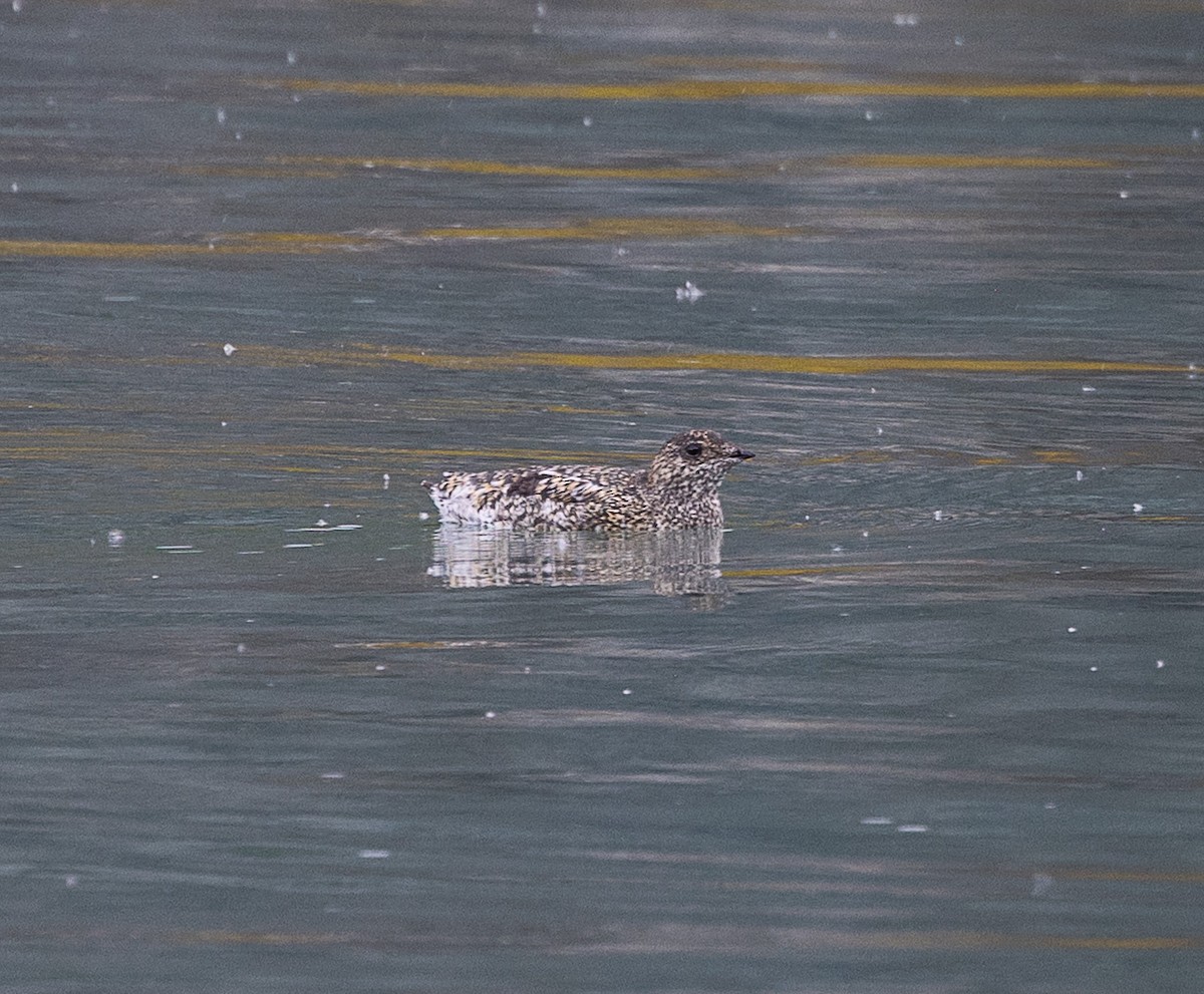 Kittlitz's Murrelet - ML638260535