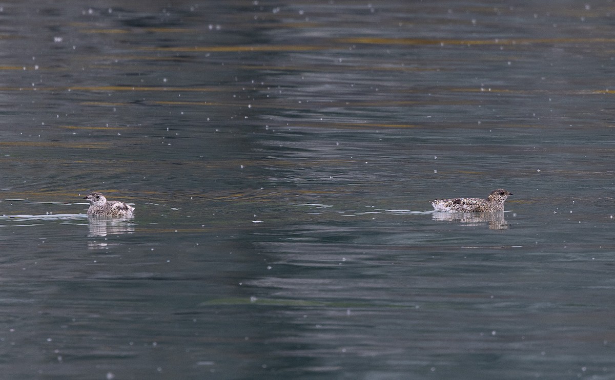 Kittlitz's Murrelet - ML638260536