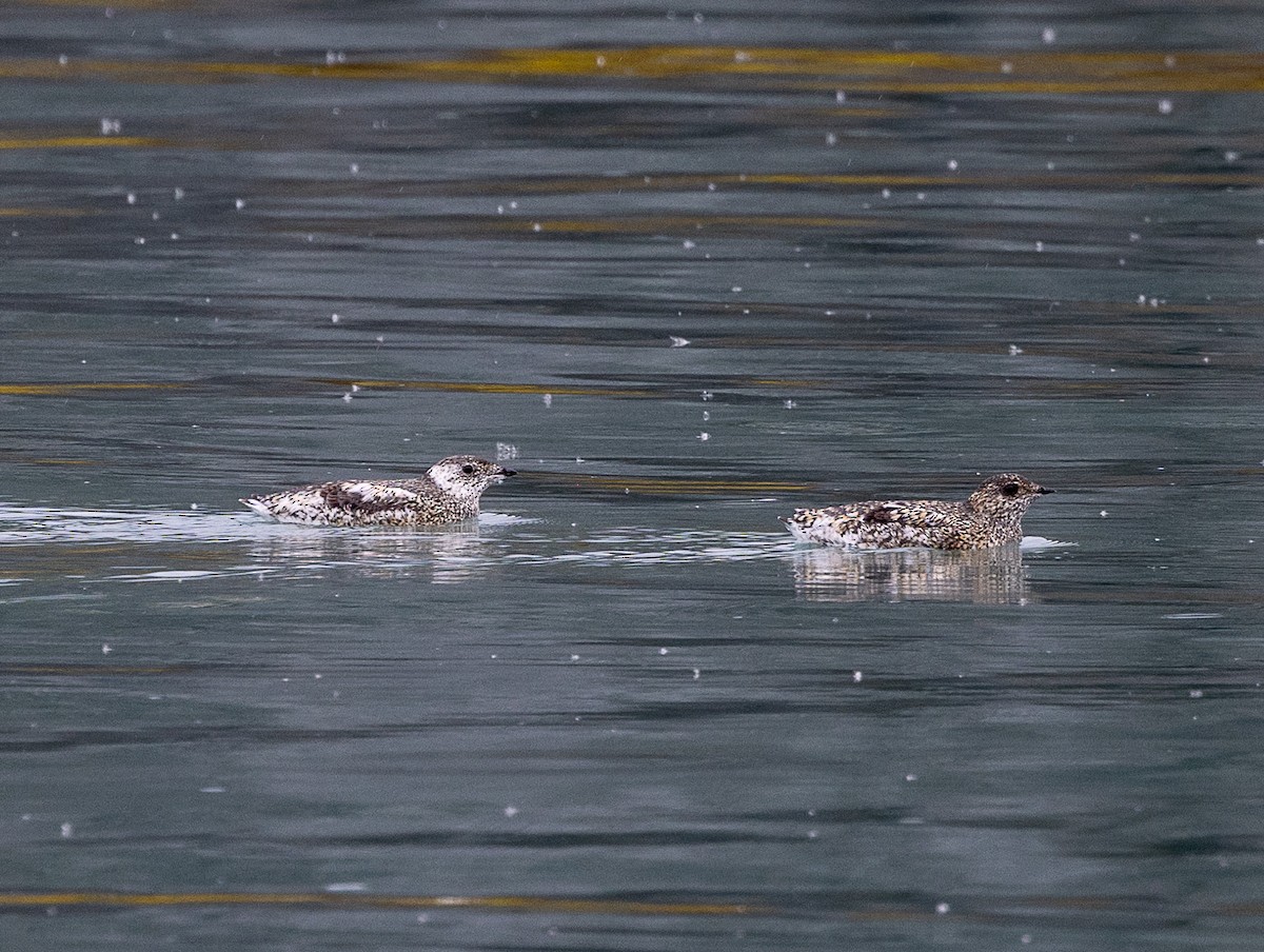 Kittlitz's Murrelet - ML638260537