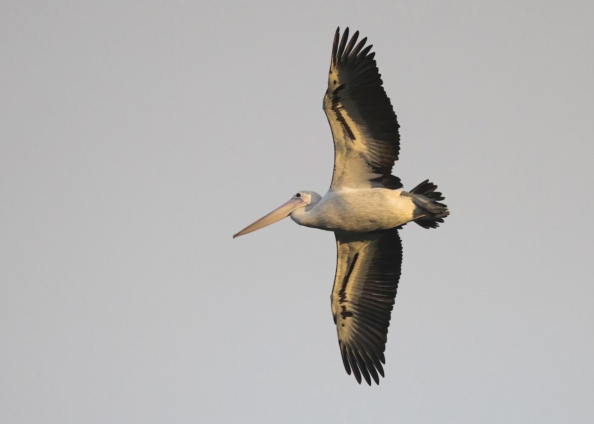 Australian Pelican - ML638260538