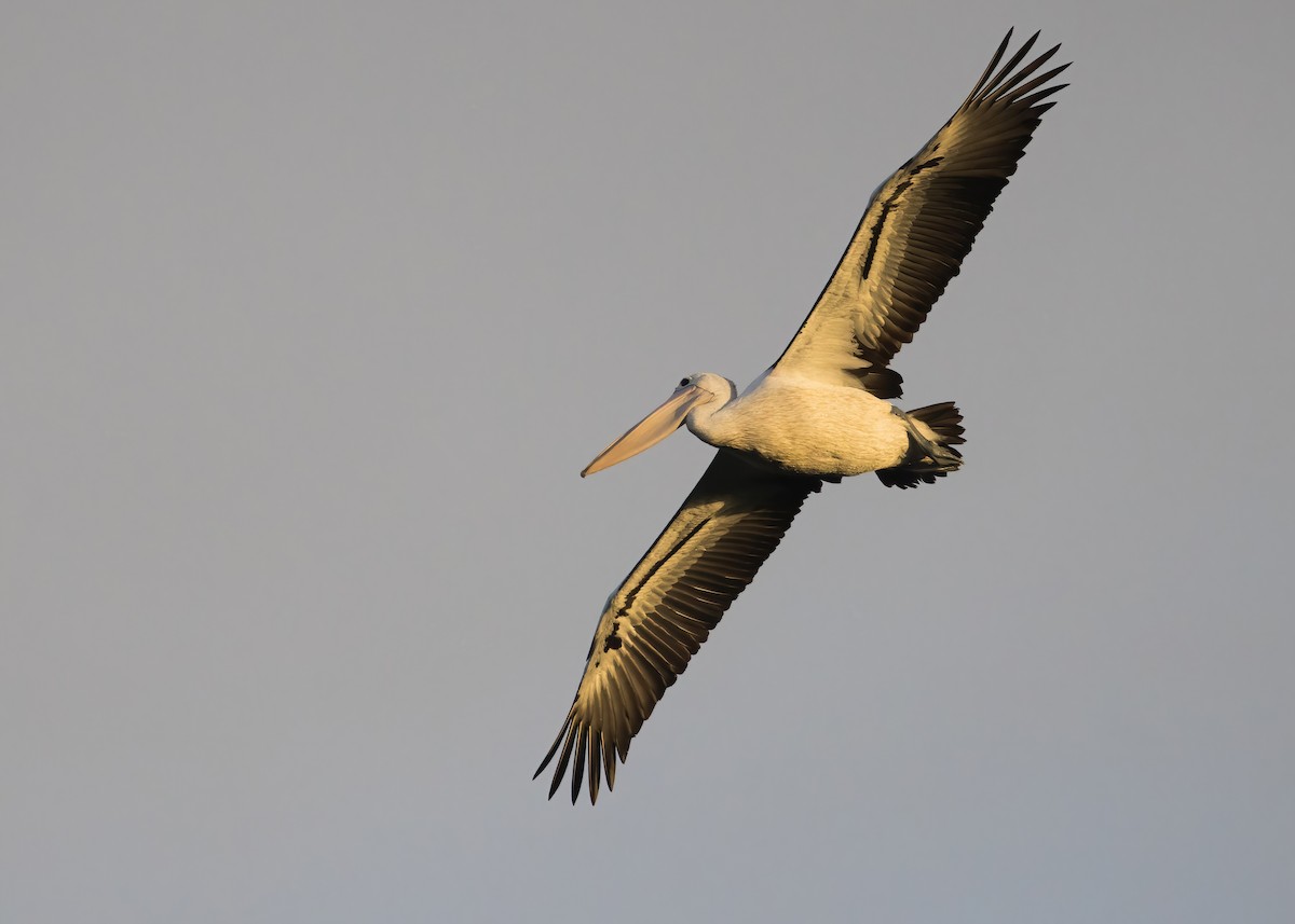 Australian Pelican - ML638260539