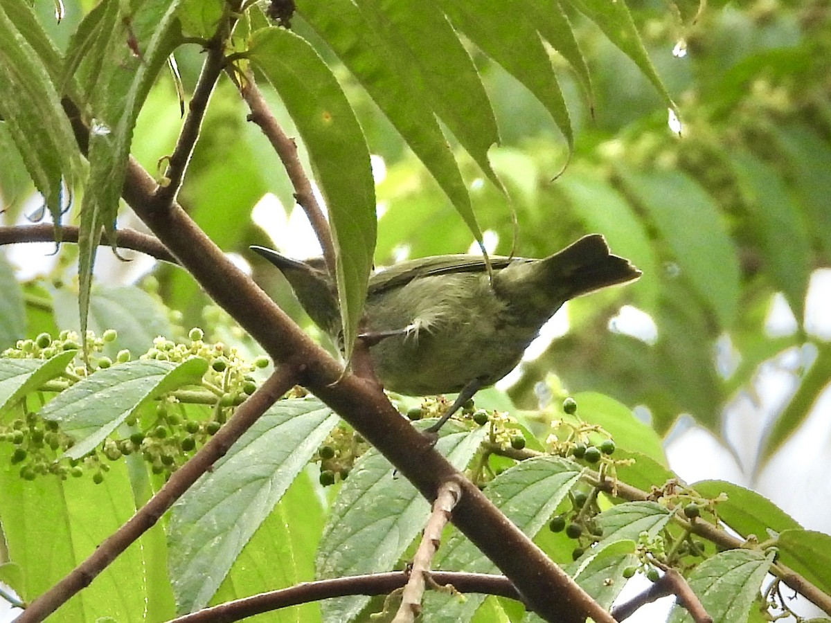 Red-legged Honeycreeper - ML638260549
