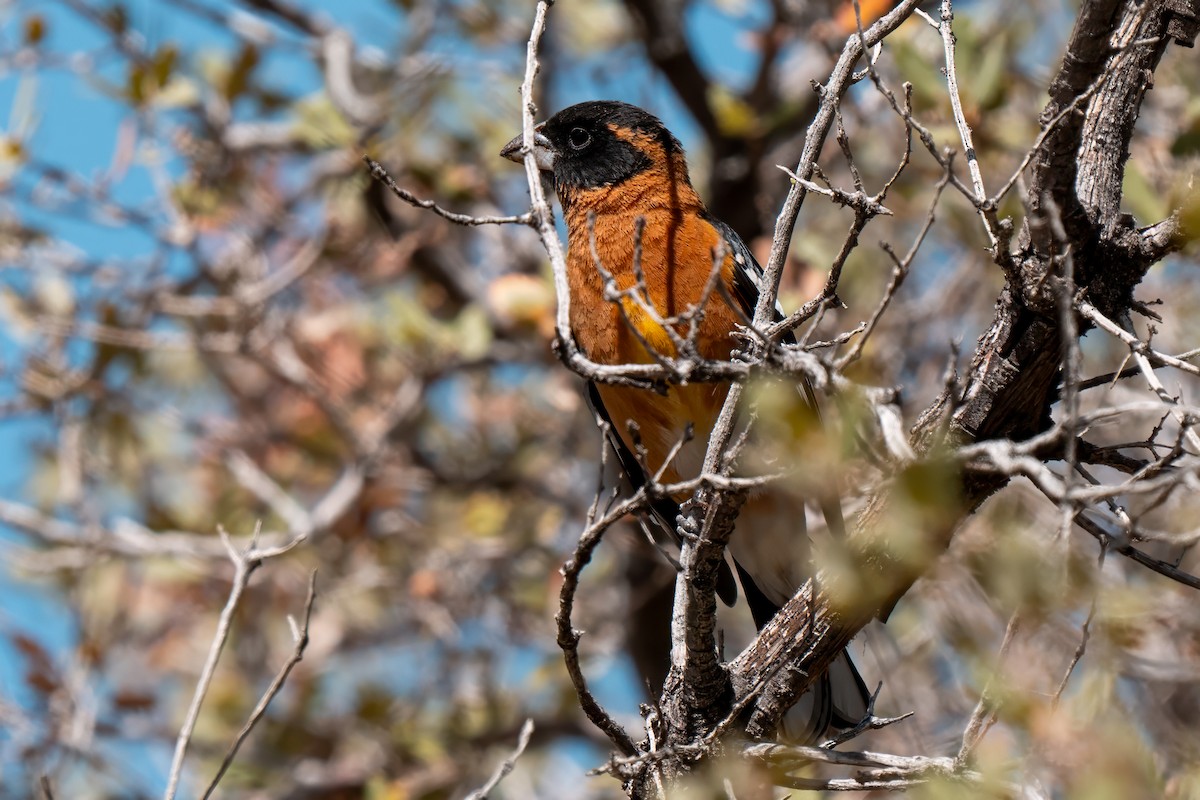 Black-headed Grosbeak - ML638260550