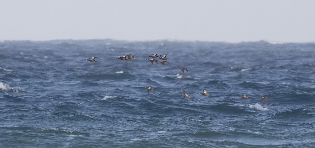 Blue-winged Teal - ML638260554