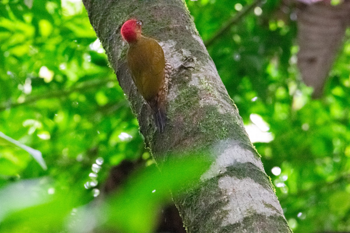 Rufous-winged Woodpecker - ML638260561