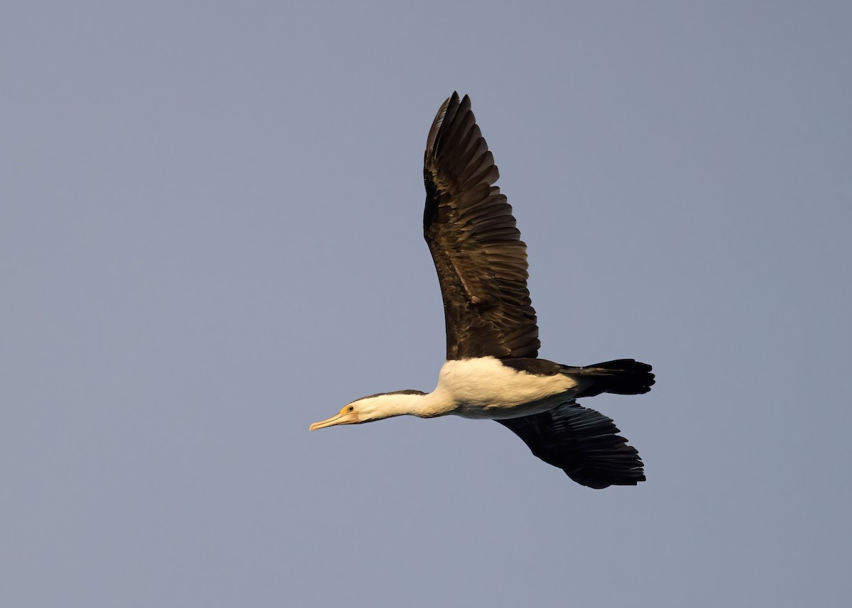 Cormoran varié - ML638260563