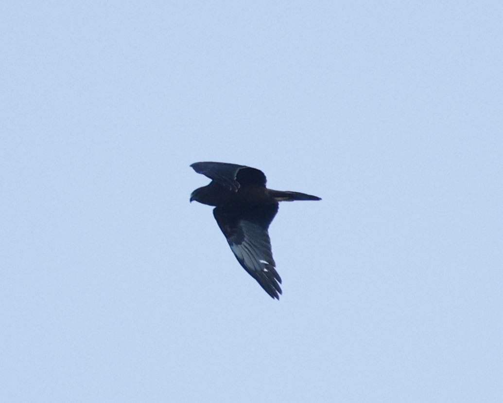 Swamp Harrier - ML638260578