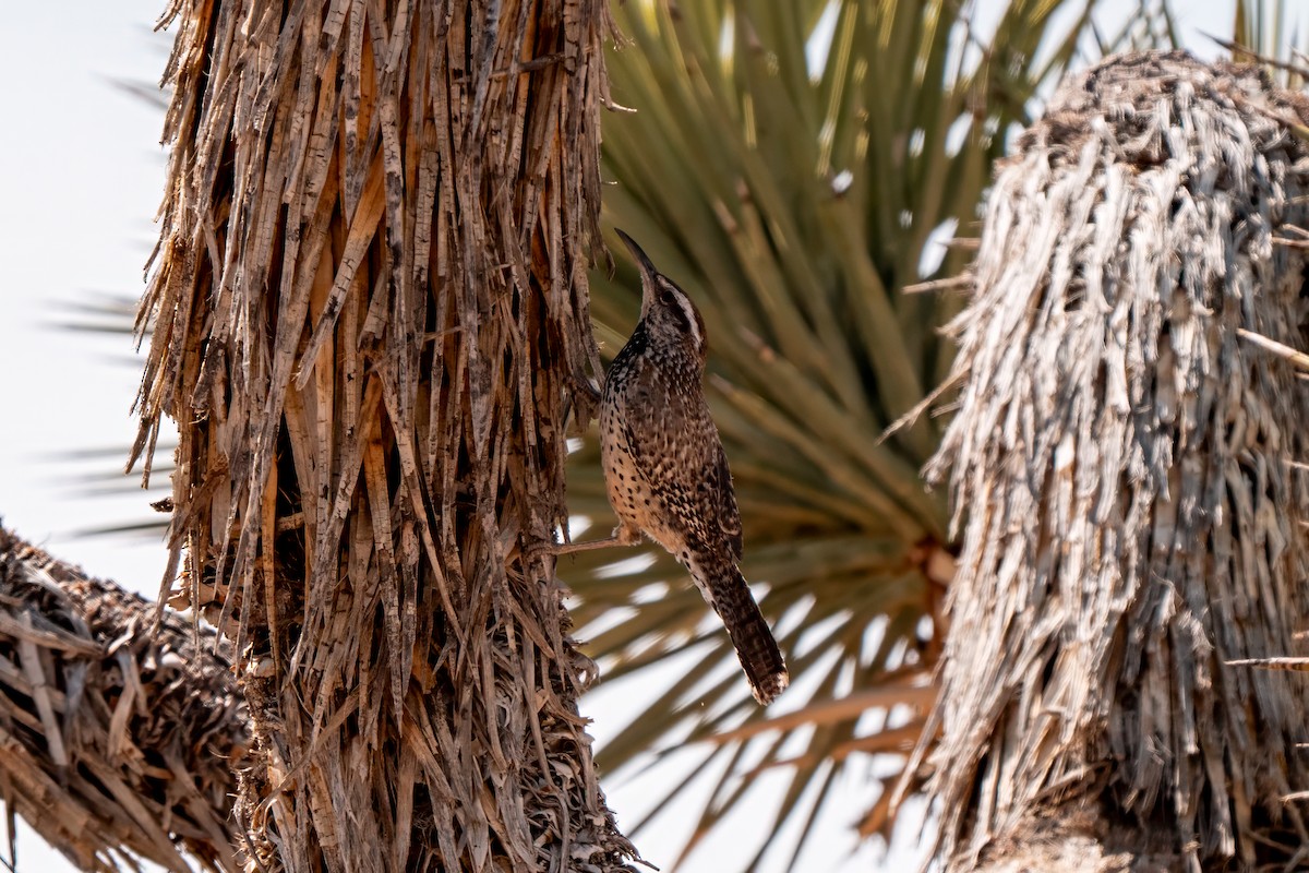 Cactus Wren - ML638260581