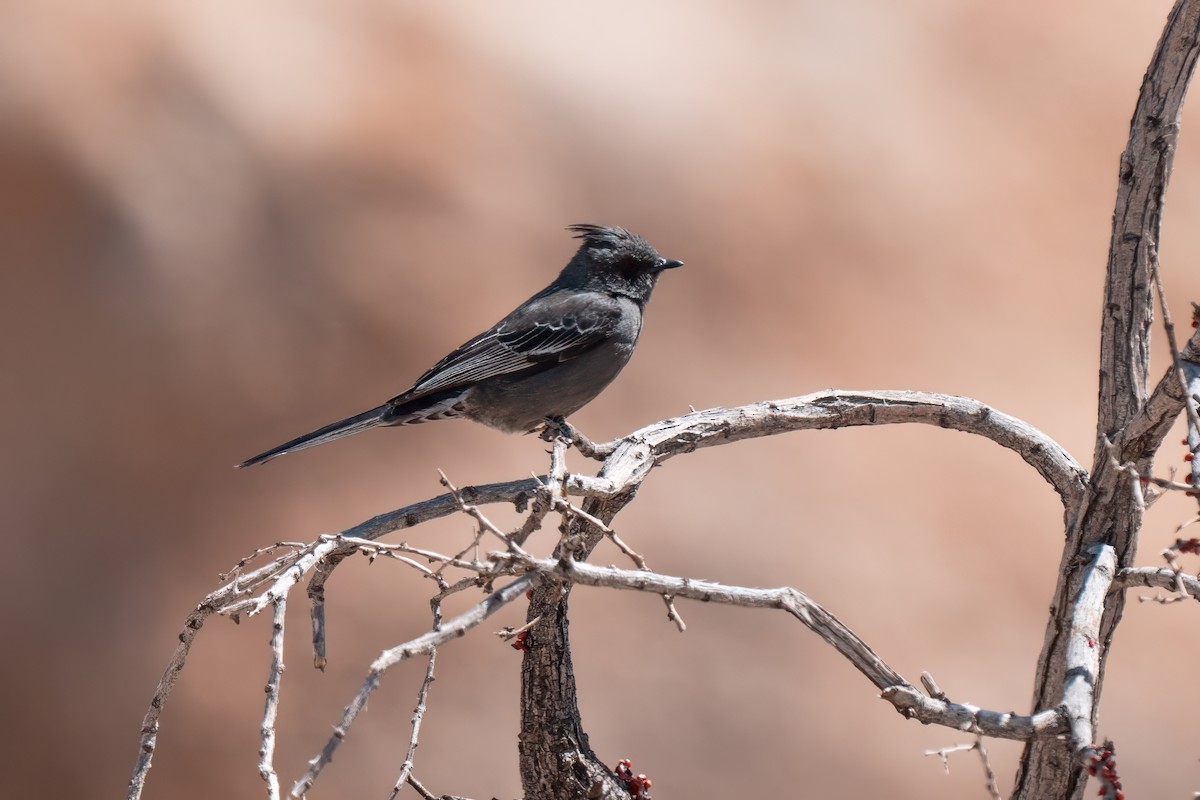Phainopepla - ML638260598