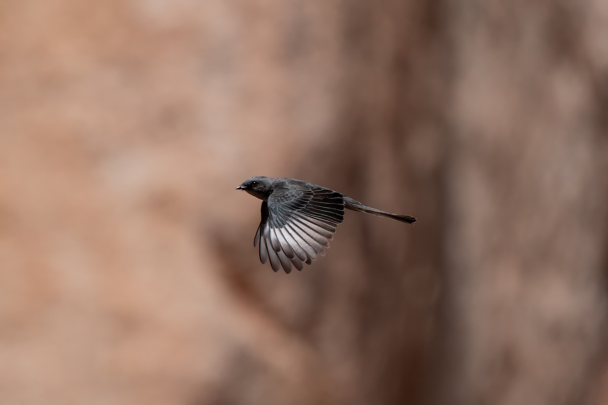 Phainopepla - ML638260602