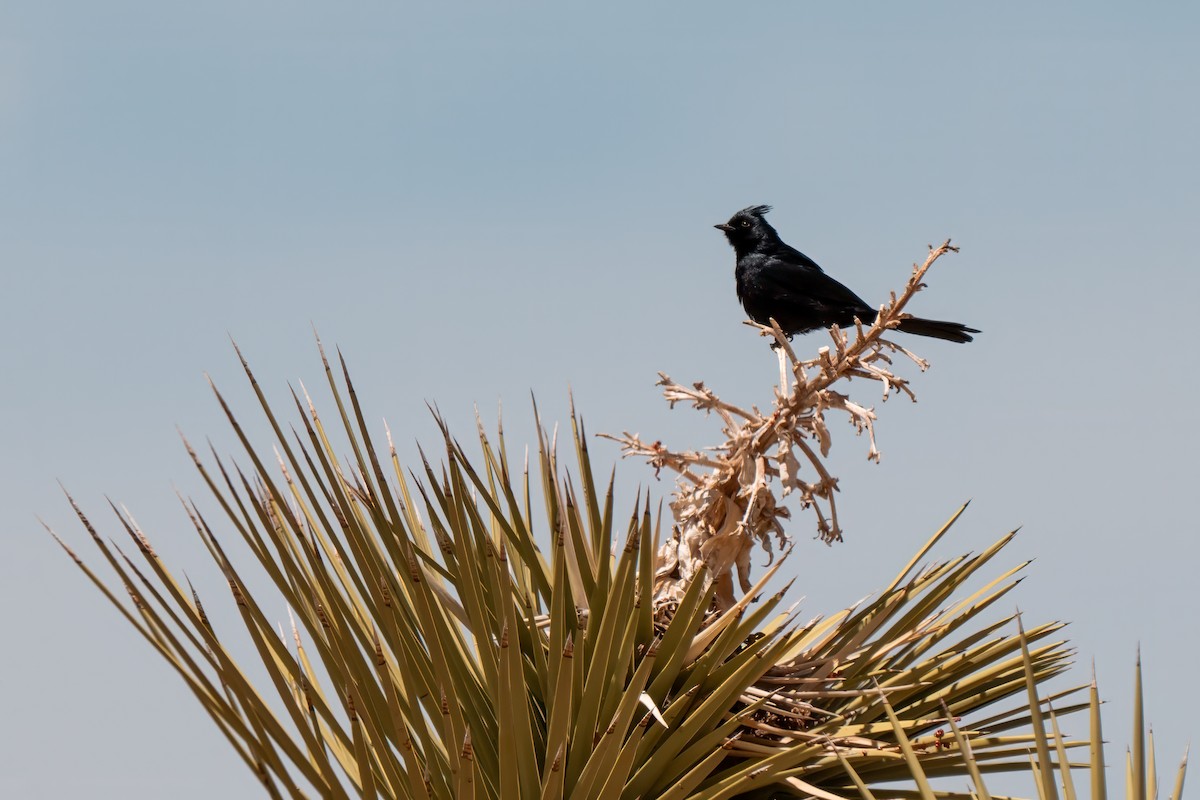 Phainopepla - ML638260603