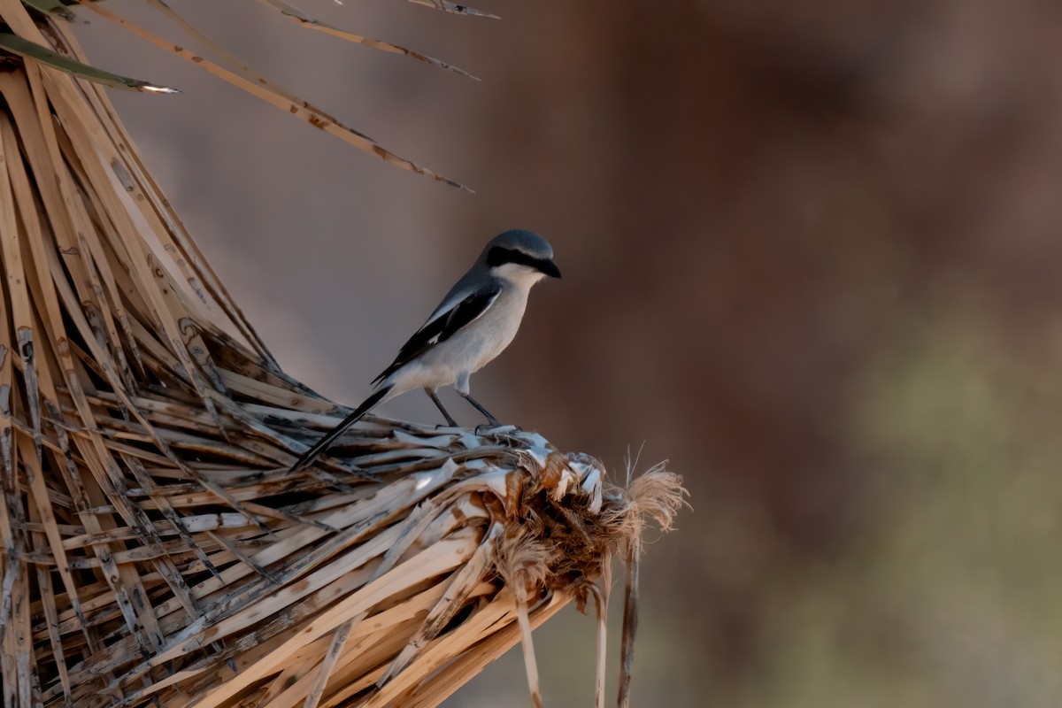 Loggerhead Shrike - ML638260609