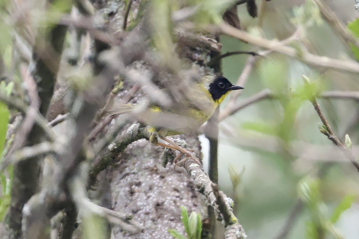 Hooded Yellowthroat - ML638260610