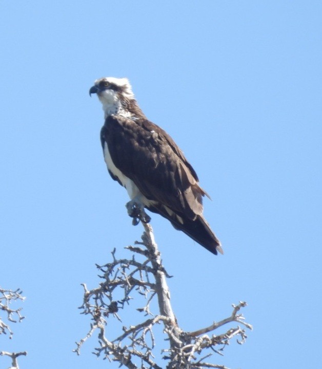 Osprey - ML638260611