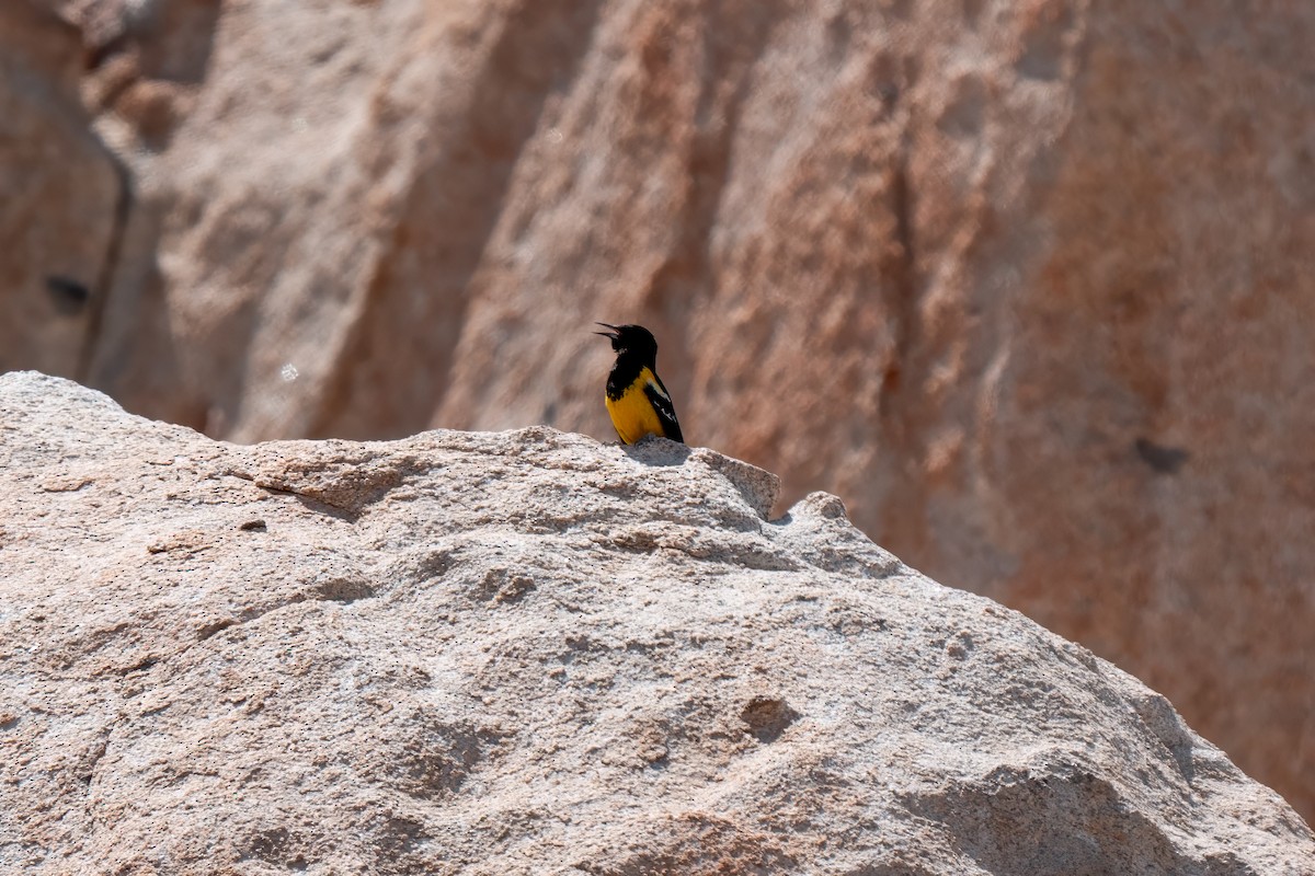 Scott's Oriole - ML638260612