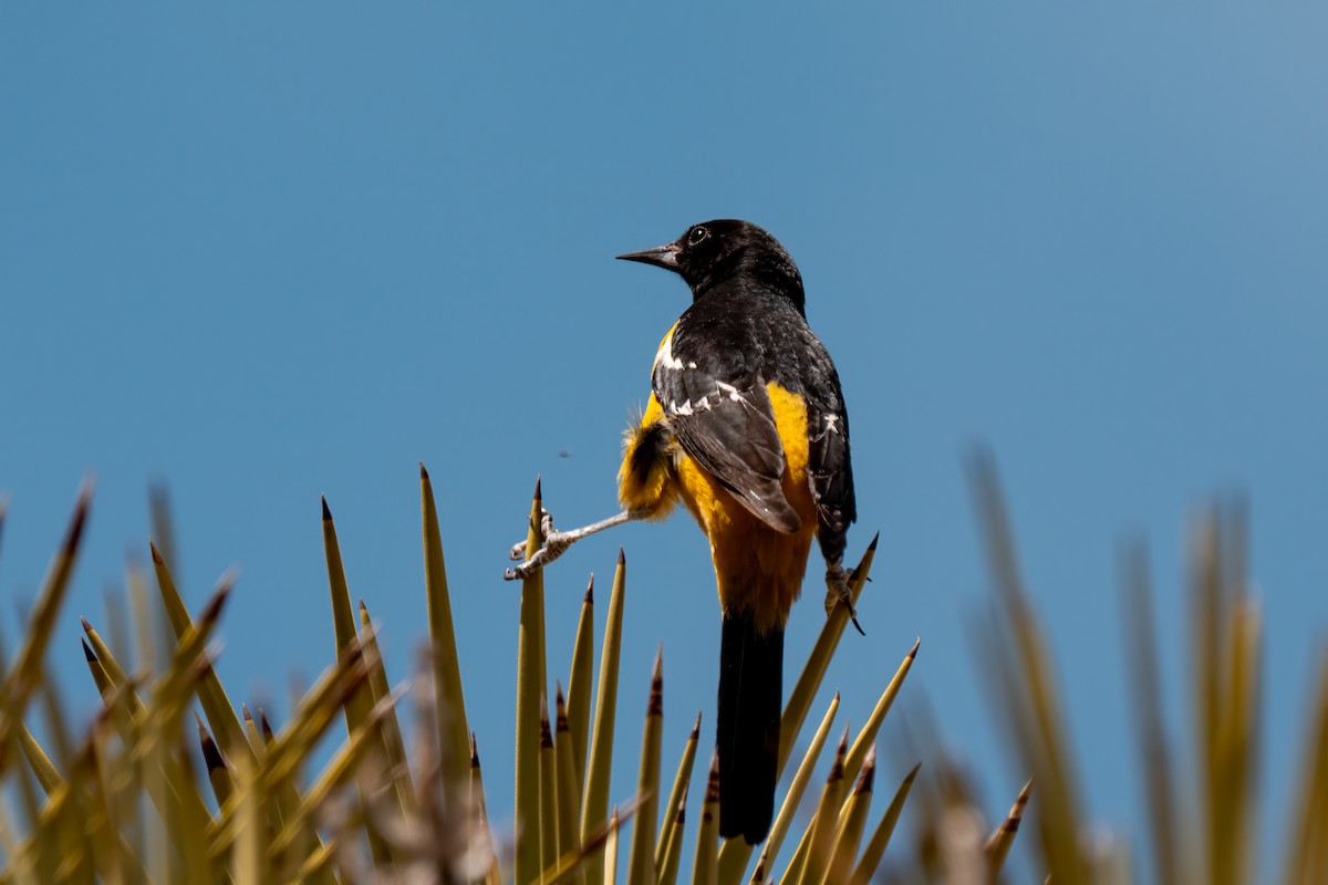 Scott's Oriole - ML638260616
