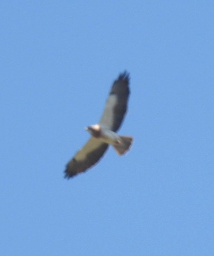 Swainson's Hawk - ML638260618