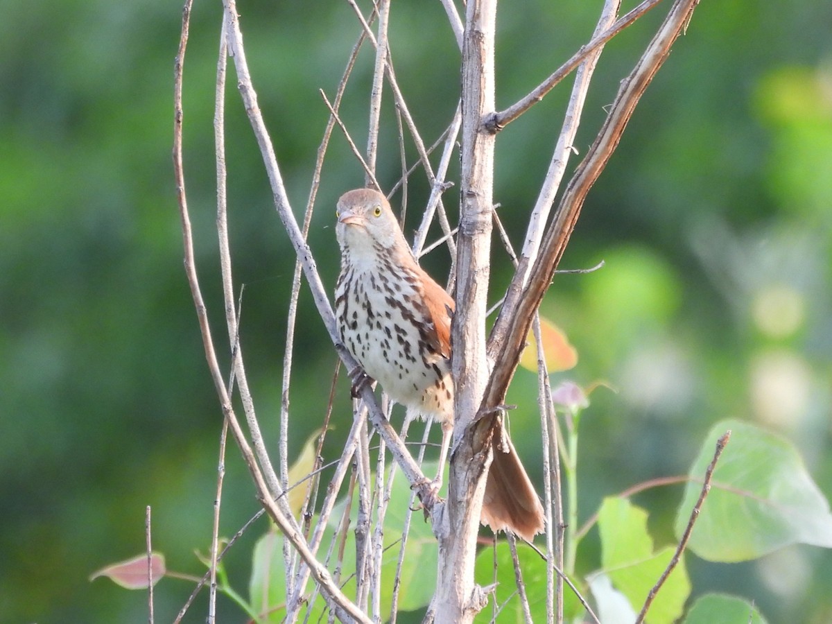 Brown Thrasher - ML638260627