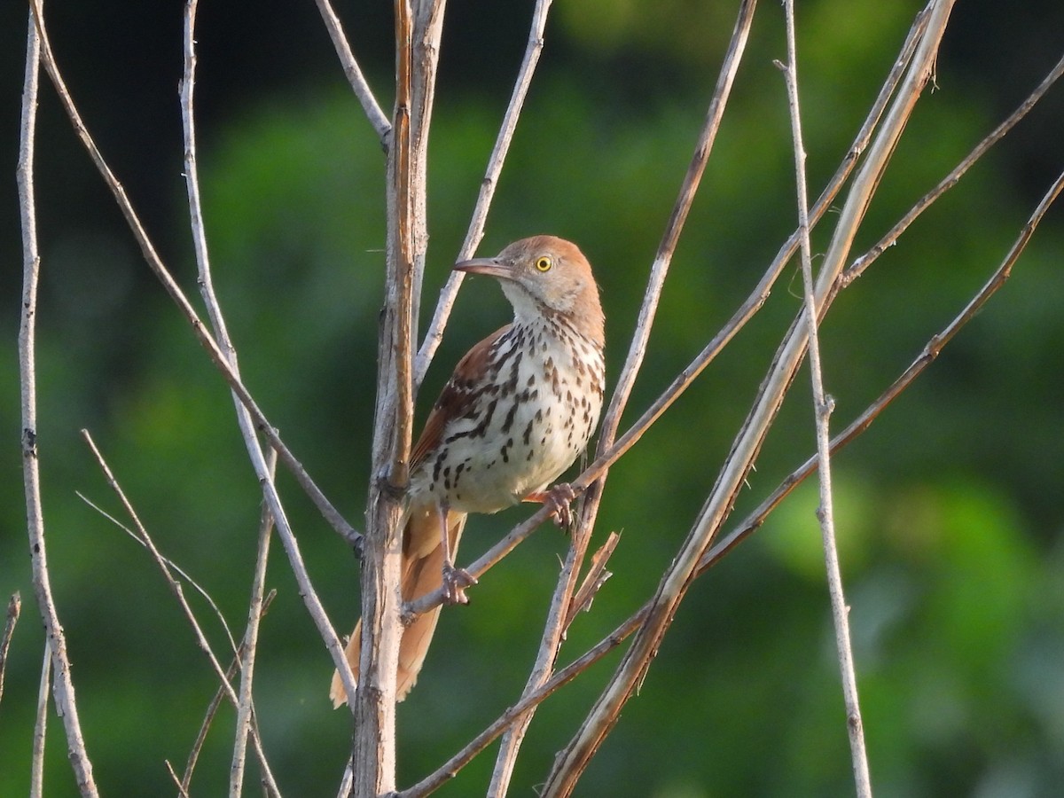 Brown Thrasher - ML638260629