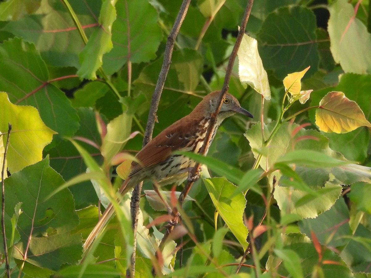 Brown Thrasher - ML638260633