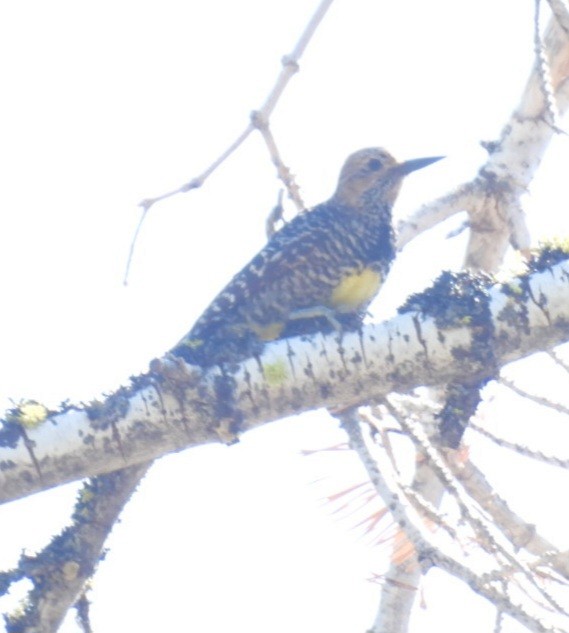 Williamson's Sapsucker - ML638260646