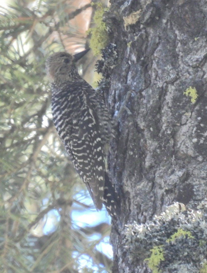 Williamson's Sapsucker - ML638260647