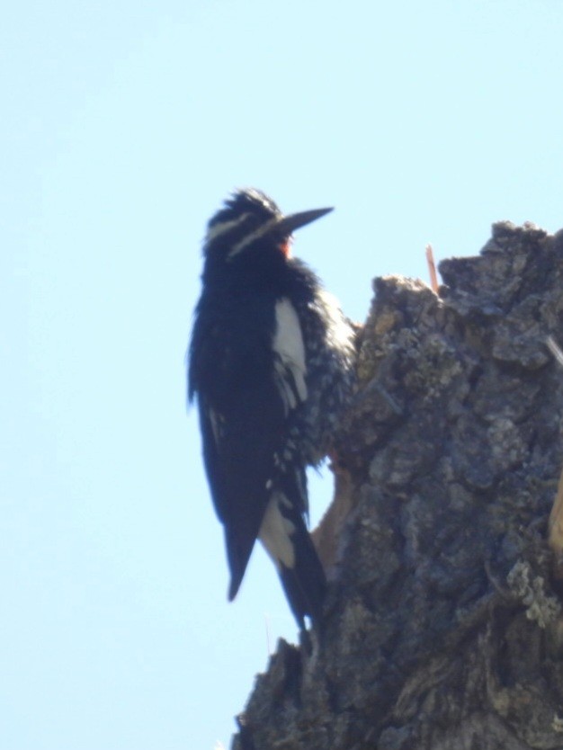 Williamson's Sapsucker - ML638260648