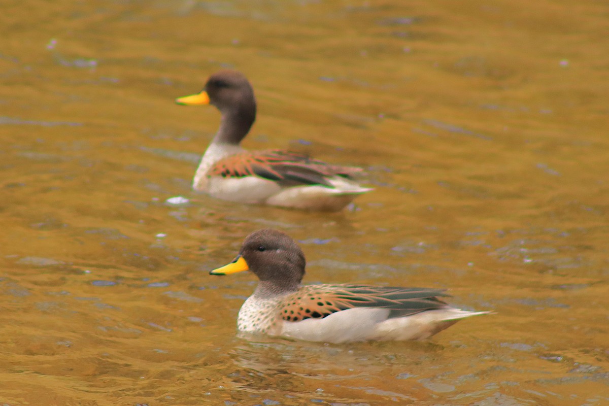 Yellow-billed Teal - ML638260652